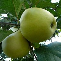 Яблоня домашняя Антоновка Обыкновенная саженец OG414 купить в Москве