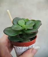 Крассула Овата Минор суккулент KR1826 купить в Москве