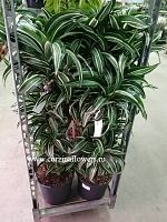 Драцена фрагранс Джейд Джевел 120-140см KR653 купить в Москве