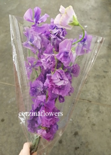 Латирус фиолетовый одоратус Аметист срезка SR438 купить в Москве