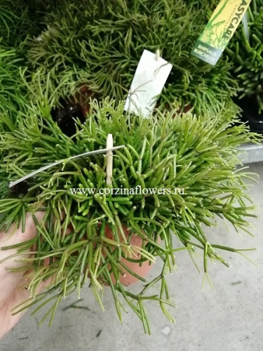 Рипсалис Клавата кактус KR767 купить в Москве