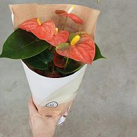 Антуриум оранжевый Чемпион Оранж DZ127 купить в Москве