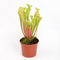 Саррацения Флава хищник KR4057 купить в Москве