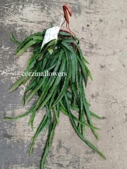 Леписмиум Круциформис подвесной кактус 21 см