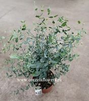 Эвкалипт гунни 24 70-90 см KR432 купить в Москве