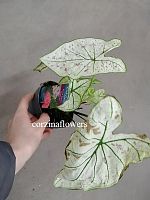Каладиум Клубничная звезда KR1312 купить в Москве