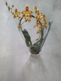 Камбрия Тайгер Тайл каскад орхидея 12