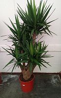 Юкка разветвленная 160-180 см KR76 купить в Москве
