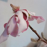 Магнолия звездчатая саженец OG953 купить в Москве