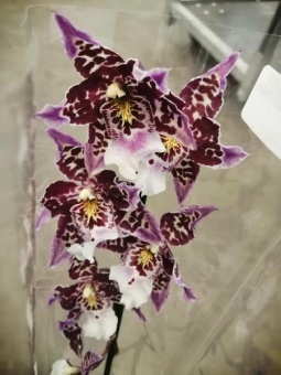 Орхидея камбрия 781