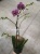 Фаленопсис Вайлд Кэт 1 цветонос https://corzinaflowers.ru/catalog/komnatnye_rasteniya_i_tsvety/orkhidei_komnatnye/orkhideya_falenopsis/763/