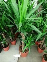 Юкка 3 ств 100-120 см KR312 купить в Москве