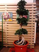 Фикус микрокарпа карусель Гинсенг 220-240 см KR2500 купить в Москве