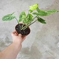 Сингониум Батик KR3797 купить в Москве