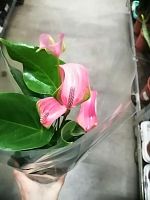 Антуриум розовый Джоли пинк DZ81 купить в Москве