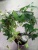 трастоцвет Дамсел'c Делайт на ободе https://corzinaflowers.ru/catalog/komnatnye_rasteniya_i_tsvety/dekorativno_tsvetushchie_rasteniya/passiflora_karulea/10466/