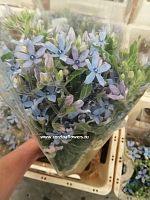 Оксипеталум синий срезка SR542 купить в Москве
