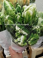 Па Уайт Пэррот 9 шт крупных тюльпанов SR179 купить в Москве