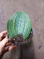 Хойя Латифолия в горшке DZ1010 купить в Москве