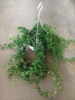 Хедера (Плющ, лиана) хеликс Вандер подвесная KR245 купить в Москве