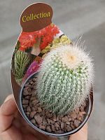 Нотокактус Скопа KR3974 купить в Москве
