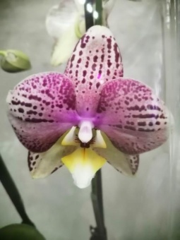 Орхидея Фаленопсис Пиниф (ароматный)