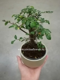 Бонсай Зельков 11 https://corzinaflowers.ru/catalog/komnatnye_rasteniya_i_tsvety/1690/