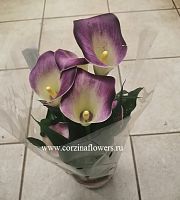Калла фиолетово-желтая в горшке DZ175 купить в Москве
