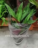Строманта Мэджик Стар 60-70 см KR1155 купить в Москве