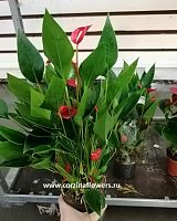 Антуриум красный Многоцветковый DZ56 купить в Москве