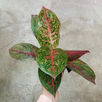 Аглаонема Ред Спринклес KR3788 купить в Москве