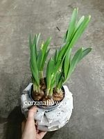 Нарцисс в кашпо Мидель KM607 купить в Москве