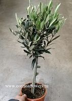 Олива штамбовая 30-40 см в горшке KR1132 купить в Москве