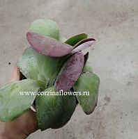 Каланхое Тирсифлора KR630 купить в Москве