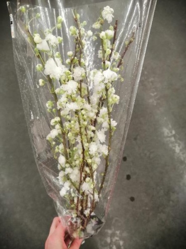 Прунус Альба плена ветки SR223 купить в Москве фото 2