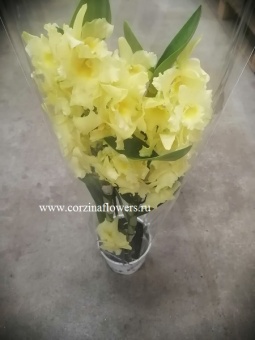 Орхидея Дендробиум Нобиле Стар Класс, желтый https://corzinaflowers.ru/catalog/komnatnye_rasteniya_i_tsvety/1122/