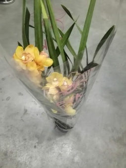 Цимбидиум желтый гибрид орхидея 14см