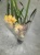 Цимбидиум желтый гибрид орхидея 14см