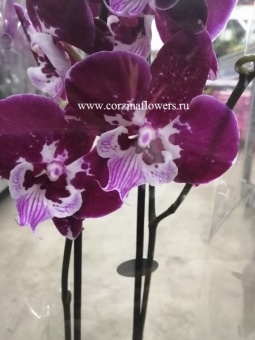 Орхидея Фаленопсис Биг Липс  Биколор 2 ст  https://corzinaflowers.ru/catalog/komnatnye_rasteniya_i_tsvety/1339/