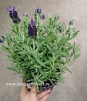Лаванда Cтэхадская Анук 20-25 см OG27 купить в Москве