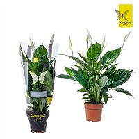 Спатифиллум Пико Купидо DZ936 купить в Москве