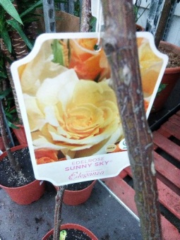 Роза чайно-гибридная Санни Скай саженцы
