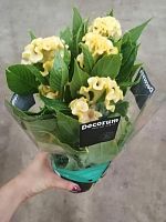 Целозия кристата Твистид желтая в горшке OG23 купить в Москве
