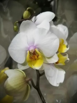 Орхидея фаленопсис Мемори