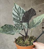 локазия Анторо черная (Alocasia Antoro), декоративное комнатное растение, в горшке KR2718 купить в Москве