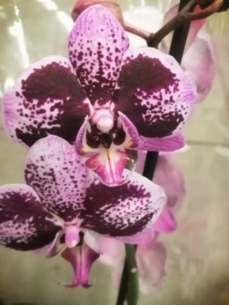 Орхидея Фаленопсис гибрид 738