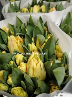 Тюльпан желтый Сан Пэррот 50 шт SR231 купить в Москве