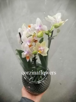Фаленопсис подарочный 3 цв в кашпо титаниум 10 см
