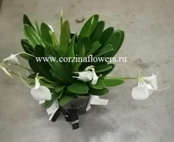 Орхидея Масдеваллия белая Товаренсис О20 купить в Москве