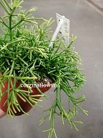 Рипсалис Изи свити кактус KR1505 купить в Москве
